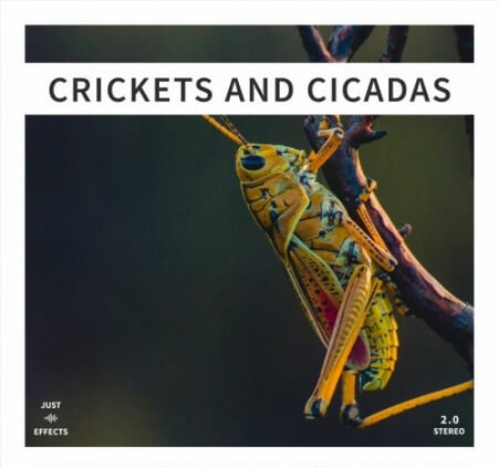 Just Sound Effects Crickets and Cicadas WAV